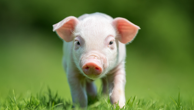 平安中证畜牧养殖ETF,养殖ETF,农林牧渔,平安中证畜牧养殖交易型开放式指数证券投资基金,5167