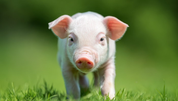 平安中证畜牧养殖ETF,养殖ETF,农林牧渔,平安中证畜牧养殖交易型开放式指数证券投资基金,5167