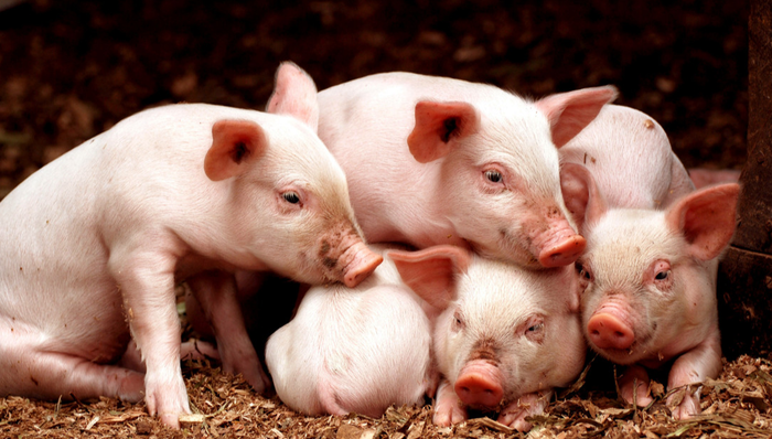 建信中证农牧主题ETF,农牧ETF,基础化工,建信中证农牧主题交易型开放式指数证券投资基金,1596