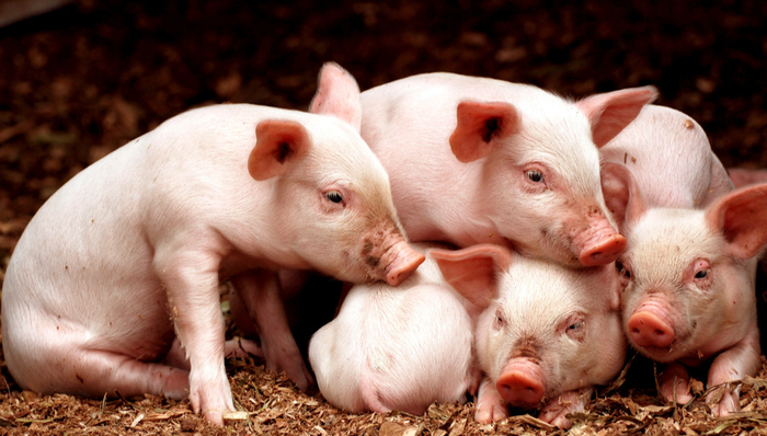 平安中证畜牧养殖ETF,养殖ETF,农林牧渔,平安中证畜牧养殖交易型开放式指数证券投资基金,5167