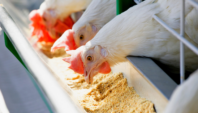 平安中证畜牧养殖ETF,养殖ETF,农林牧渔,平安中证畜牧养殖交易型开放式指数证券投资基金,5167