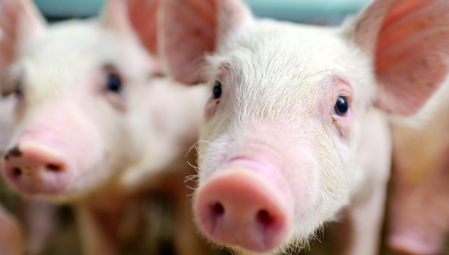 平安中证畜牧养殖ETF,养殖ETF,农林牧渔,平安中证畜牧养殖交易型开放式指数证券投资基金,5167