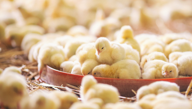 平安中证畜牧养殖ETF,养殖ETF,农林牧渔,平安中证畜牧养殖交易型开放式指数证券投资基金,5167