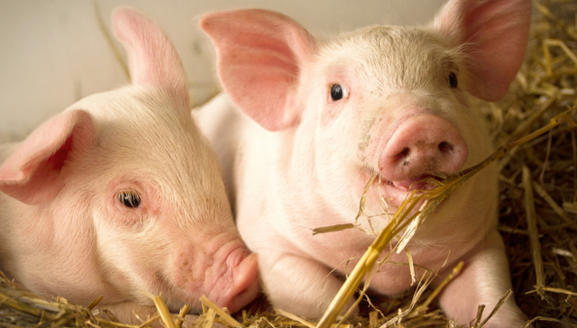 建信中证农牧主题ETF,农牧ETF,基础化工,建信中证农牧主题交易型开放式指数证券投资基金,1596