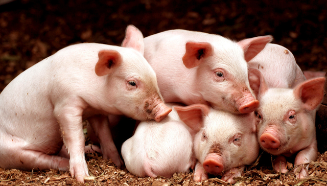 畜牧ETF,农林牧渔,鹏华中证畜牧养殖交易型开放式指数证券投资基金,159867,159867.SZ