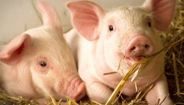 839729.BJ,永顺生物,广东永顺生物制药股份有限公司,WINSUN,BIO,农林牧渔