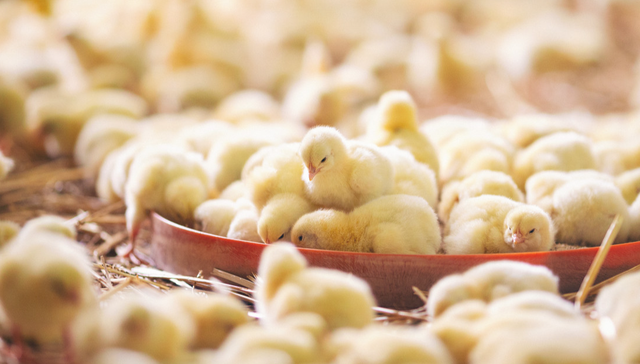 畜牧ETF,农林牧渔,鹏华中证畜牧养殖交易型开放式指数证券投资基金,159867,159867.SZ