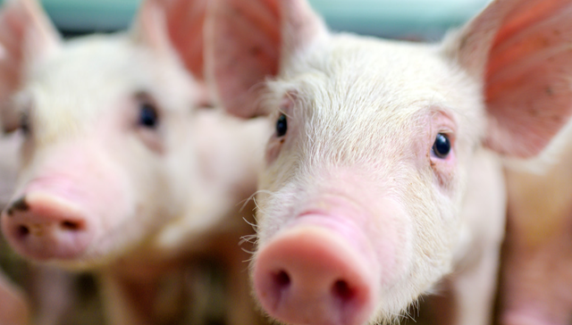 畜牧ETF,农林牧渔,鹏华中证畜牧养殖交易型开放式指数证券投资基金,159867,159867.SZ