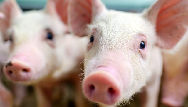 畜牧ETF,农林牧渔,鹏华中证畜牧养殖交易型开放式指数证券投资基金,159867,159867.SZ