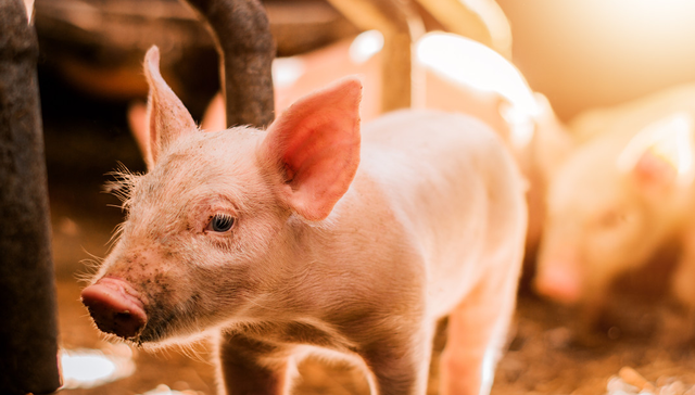 平安中证畜牧养殖ETF,养殖ETF,农林牧渔,平安中证畜牧养殖交易型开放式指数证券投资基金,5167