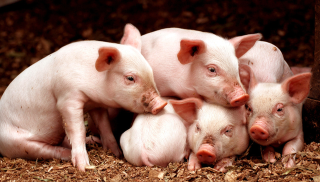 平安中证畜牧养殖ETF,养殖ETF,农林牧渔,平安中证畜牧养殖交易型开放式指数证券投资基金,5167