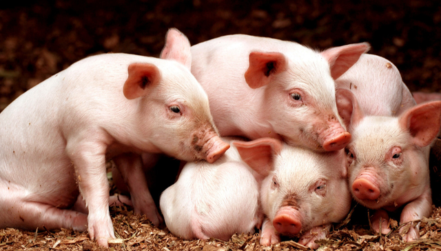 易方达中证现代农业主题ETF,现代农业,农林牧渔,易方达中证现代农业主题交易型开放式指数证券投资基金