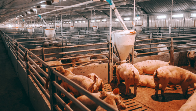 农业ETF天弘(512620)今日上市！政策护航+龙头红利+估值修复，农业板块有望释放成长新行情