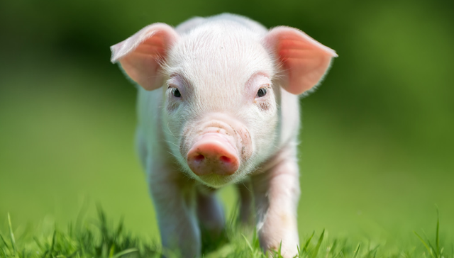 易方达中证现代农业主题ETF,现代农业,农林牧渔,易方达中证现代农业主题交易型开放式指数证券投资基金