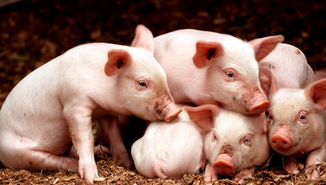 畜牧ETF,农林牧渔,鹏华中证畜牧养殖交易型开放式指数证券投资基金,159867,159867.SZ