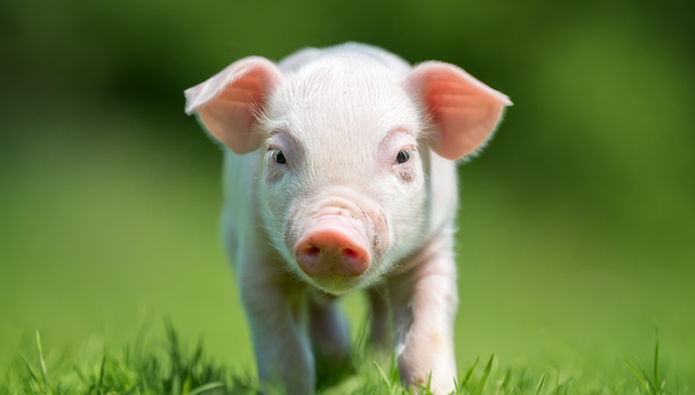 畜牧ETF,农林牧渔,鹏华中证畜牧养殖交易型开放式指数证券投资基金,159867,159867.SZ