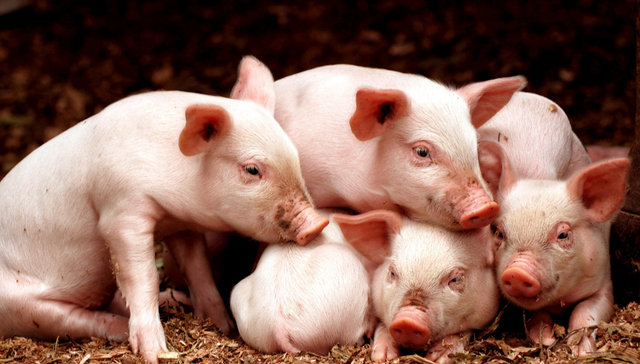 天弘中证食品饮料ETF,饮食ETF,食品饮料,天弘中证食品饮料交易型开放式指数证券投资基金,1597