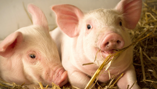 易方达中证现代农业主题ETF,现代农业,农林牧渔,易方达中证现代农业主题交易型开放式指数证券投资基金