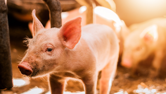 平安中证畜牧养殖ETF,养殖ETF,农林牧渔,平安中证畜牧养殖交易型开放式指数证券投资基金,5167