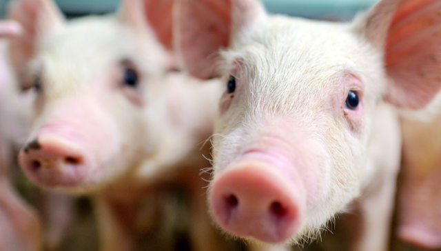 畜牧ETF,农林牧渔,鹏华中证畜牧养殖交易型开放式指数证券投资基金,159867,159867.SZ