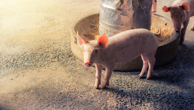 平安中证畜牧养殖ETF,养殖ETF,农林牧渔,平安中证畜牧养殖交易型开放式指数证券投资基金,5167