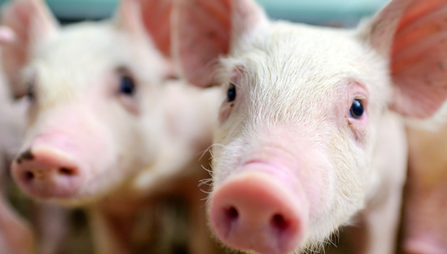 建信中证农牧主题ETF,农牧ETF,基础化工,建信中证农牧主题交易型开放式指数证券投资基金,1596