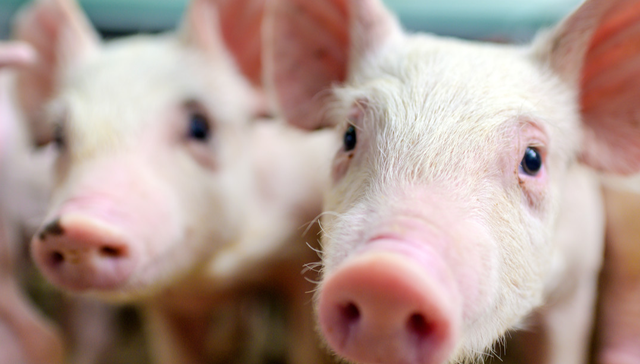 畜牧ETF,农林牧渔,鹏华中证畜牧养殖交易型开放式指数证券投资基金,159867,159867.SZ