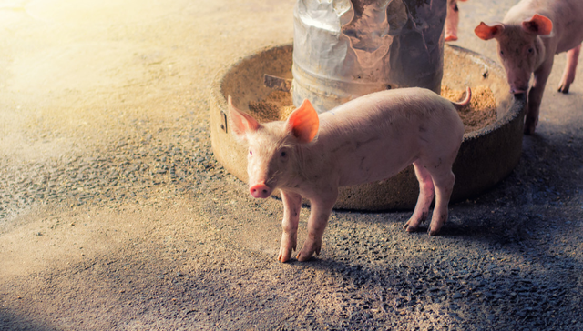 嘉实中证大农业ETF,农业ETF,农林牧渔,嘉实中证大农业交易型开放式指数证券投资基金,516550;2026年;农业行业;结构性机会;农业ETF(516550);农业产业链;投资机遇