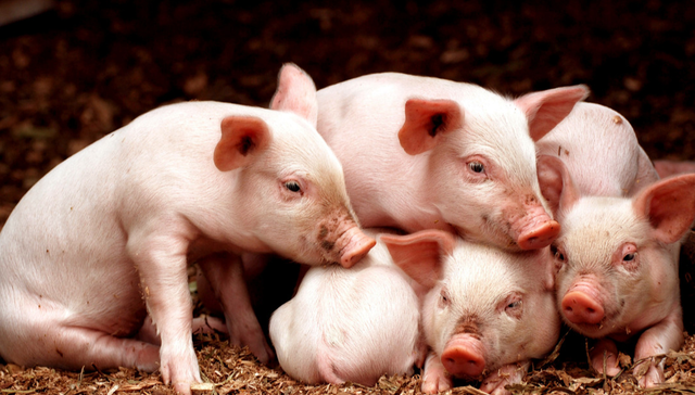 建信中证农牧主题ETF,农牧ETF,基础化工,建信中证农牧主题交易型开放式指数证券投资基金,1596;猪价回暖;建信中证农牧主题ETF;跟踪指数;机构;生猪养殖行业;产能去化