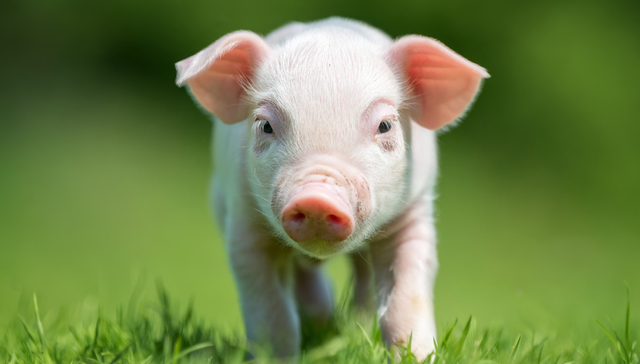 嘉实中证大农业ETF,农业ETF,畜牧业,嘉实中证大农业交易型开放式指数证券投资基金,516550,;农业科技;产业创新;农业ETF(516550);农业产业链;投资机遇