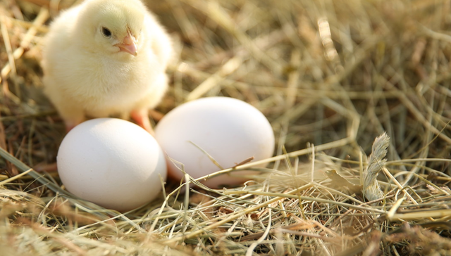 畜牧ETF,畜牧业,鹏华中证畜牧养殖交易型开放式指数证券投资基金,159867,159867.SZ,;畜牧ETF(159867);海外禽流感;白羽鸡祖代引种暂停