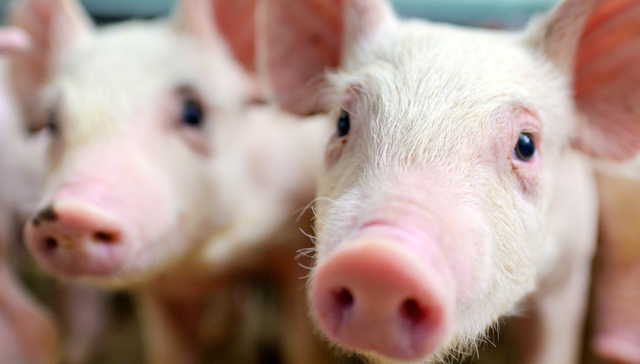 畜牧ETF,畜牧业,鹏华中证畜牧养殖交易型开放式指数证券投资基金,159867,159867.SZ,;畜牧ETF;159867;涨近1%;板块;低估水平