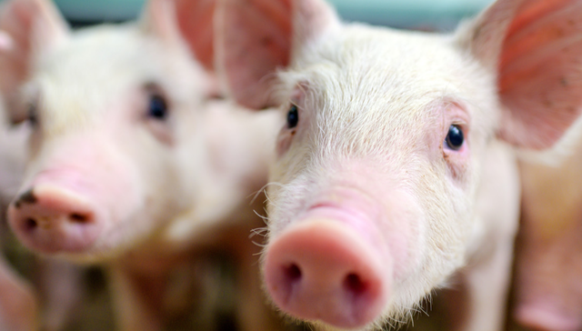 平安中证畜牧养殖ETF,养殖ETF,畜牧业,平安中证畜牧养殖交易型开放式指数证券投资基金,51676;养殖ETF;516760;机构;猪价反弹