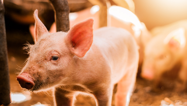 畜牧ETF,畜牧业,鹏华中证畜牧养殖交易型开放式指数证券投资基金,159867,159867.SZ,;一号文件;生猪产能综合调控;畜牧ETF(159867);连续3天净流入