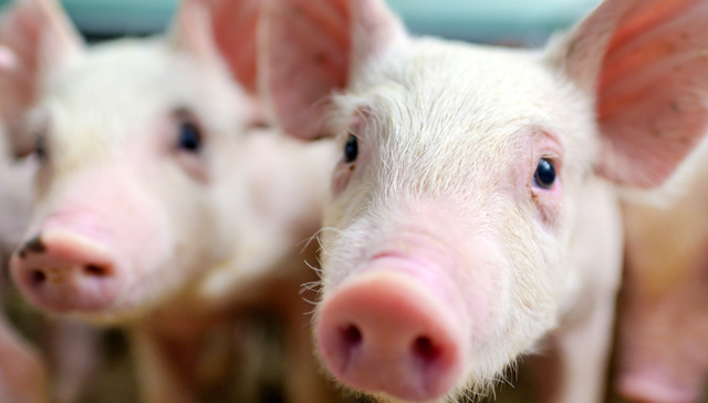 嘉实中证大农业ETF,农业ETF,食品饮料,嘉实中证大农业交易型开放式指数证券投资基金,516550;中央一号文件;农业现代化;农业ETF嘉实;农业产业链投资机遇