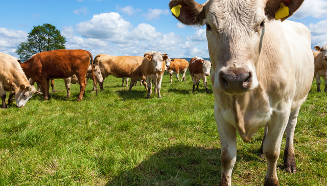 嘉实中证细分化工产业主题ETF,化工ETF嘉实,基础化工,嘉实中证细分化工产业主题交易型开放式指数证;磷;草甘膦;关键物资;化工ETF嘉实(159129);化工板块;投资机遇