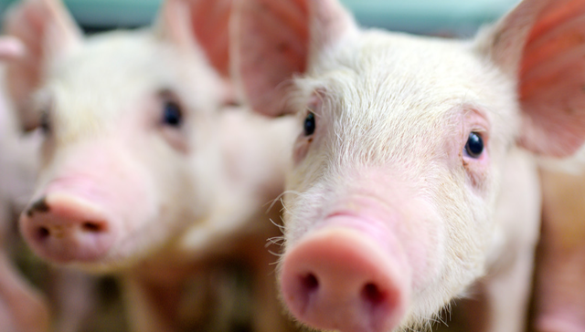 平安中证畜牧养殖ETF,养殖ETF,畜牧业,平安中证畜牧养殖交易型开放式指数证券投资基金,51676;养殖ETF(516760);生猪产能去化;畜牧养殖板块;长期配置价值