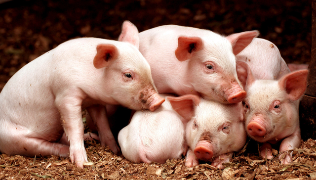 平安中证畜牧养殖ETF,养殖ETF,畜牧业,平安中证畜牧养殖交易型开放式指数证券投资基金,51676;产能企稳;供需平衡;畜牧养殖板块;配置价值