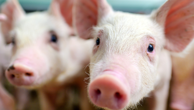 畜牧ETF,畜牧业,鹏华中证畜牧养殖交易型开放式指数证券投资基金,159867,159867.SZ,;畜牧ETF(159867);政策;产能综合调控