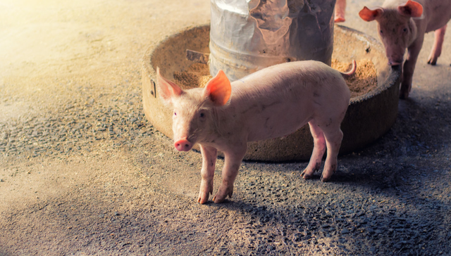 平安中证畜牧养殖ETF,养殖ETF,畜牧业,平安中证畜牧养殖交易型开放式指数证券投资基金,51676;养殖ETF(516760);逆市走强;资金;防御资产