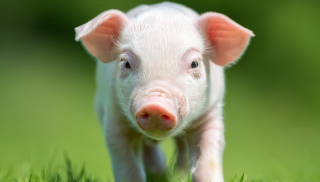 华宝中证全指农牧渔ETF,农牧渔ETF,农林牧渔,华宝中证全指农牧渔交易型开放式指数证券投资基金,1;地缘冲突;农产品涨价潮;华宝基金农牧渔ETF(159275);冲高回落;盘中一度涨近2%