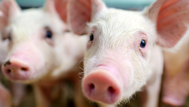 512450,畜牧养殖ETF广发;生猪产能去化;中长期价格拐点;畜牧养殖ETF广发;认购代码512453;基金代码512450;正在发行