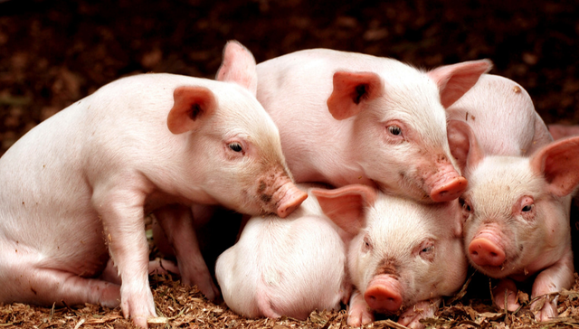 建信中证农牧主题ETF,农牧ETF,基础化工,建信中证农牧主题交易型开放式指数证券投资基金,1596;农牧ETF建信;159616;跟踪指数收涨;生猪养殖产能去化;地缘冲突;农产品定价逻辑