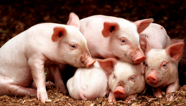 天弘中证农业主题ETF,农业ETF天弘,天弘中证农业主题交易型开放式指数证券投资基金,512620,;农业板块;农业ETF天弘(512620);标的指数;逆市涨超1.5%;强势五连阳