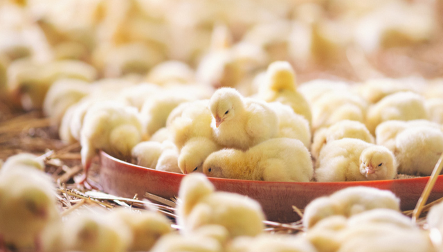 天弘中证农业主题ETF,农业ETF天弘,天弘中证农业主题交易型开放式指数证券投资基金,512620,;国储氮磷及复合肥提前投放;农业ETF天弘(512620);净流入