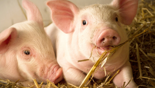 天弘中证农业主题ETF,农业ETF天弘,天弘中证农业主题交易型开放式指数证券投资基金,512620,;沪市最大农业ETF天弘(512620);连续8日净流入3.46亿元;农业新质生产力加速突破