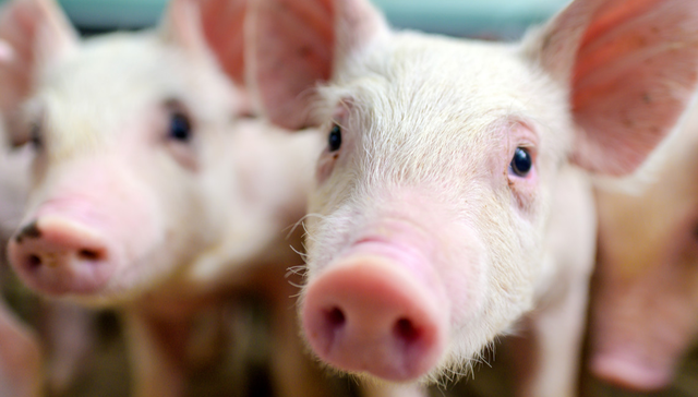 景顺长城中证全指农牧渔ETF,景顺农牧,农林牧渔,景顺长城中证全指农牧渔交易型开放式指数证券投资基金;农牧渔核心标的;养殖+种植权重占比超60%;农牧渔ETF景顺(560210);上市交易