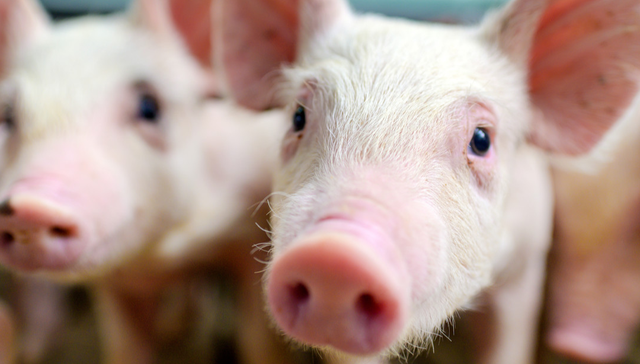 汇添富中证畜牧养殖产业ETF,养殖ETF汇添富,农林牧渔,汇添富中证畜牧养殖产业交易型开放式指数证券;猪价；七年新低；猪周期；拐点；养殖ETF；汇添富(159172)；上市