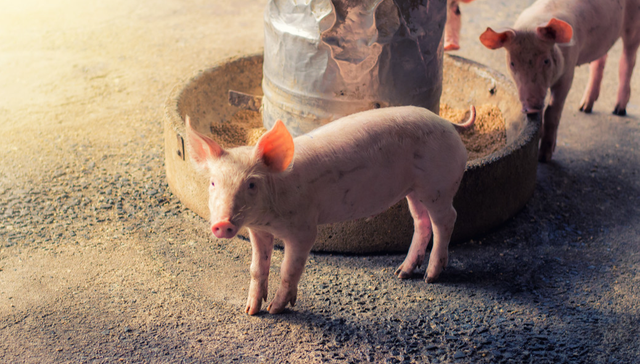 平安中证畜牧养殖ETF,养殖ETF,畜牧业,平安中证畜牧养殖交易型开放式指数证券投资基金,51676;生猪养殖企业座谈会;养殖ETF平安(516760)