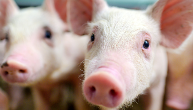 鹏华中证畜牧养殖ETF,畜牧ETF,畜牧业,鹏华中证畜牧养殖交易型开放式指数证券投资基金,15986;畜牧ETF;159867;盘中净申购;2900万份;机构;生猪养殖;长期向好趋势